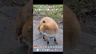 キツネにルールルルルルルは通じるか検証してみた #Shorts #北の国から #fox #animal #動物 #🦊 #螢 #検証してみた