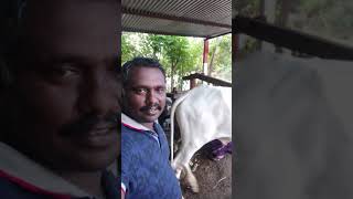 கரும்பு ஜூஸை பிழிய உதவும் மாடு  Sugarcane juice grinding on bull. #shorts