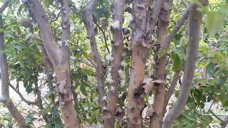 Jaboticaba - Sabara and Grimal Spring Update