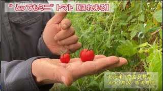 “とってもミニ”トマト【ほれまる】食レポ：北海道 富良野 メロン農家の寺坂農園