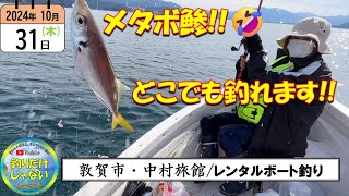 【2024年10月】今が狙い目！どこでも釣れます。アジ爆釣！中村旅館レンタルボート釣り。 行く先行く先で、アジが釣れる。福井・敦賀湾。アジサビキ釣り。