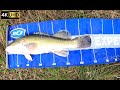 69cm Murray Cod Caught in Molonglo River | Canberra ACT Fishing 4K