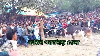 গরুদৌড় খেলা আরো দেখতে আসবে, নাকি সখ মিটে গেছে? SM FOOD