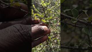 தண்ணீர் தாகம் எடுக்கும் செடி ☘️ | பாம்பு நத்தை எங்கே இருந்து வந்தது #shorts