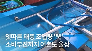 잇따른 태풍 조업량 '뚝' 소비부진까지 어촌도 울상