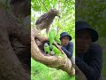 A man see Eagle and parrots on a nest high tree At the forest part 04. #birds #beauty #tree #nest