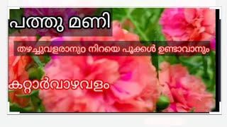 പത്തു മണി തഴച്ചുവളരാനുo നിറയെ പൂക്കൾ ഉണ്ടാവാനും