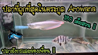 ปลาที่ถูกที่สุดในตระกูล Arowana 180บาท เต็มสวน .. อัพเดทปลามังกรและผองเพื่อน โตขึ้นเยอะ