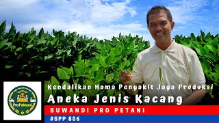 Kendalikan Hama Penyakit Jaga Produksi Aneka Jenis Kacang