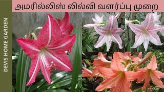 How to grow and care Amaryllis in tamil | amaryllis bulb | amaryllis plant care | terrace garden