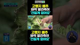 [한국농수산TV] 고랭지 배추 바싹 말라죽어 '건질게 없어요'