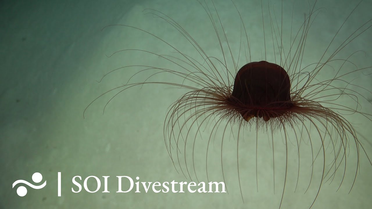 Seamount Sf2 Shallow Soi Divestream 639 Part 2 Youtube