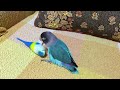 遊ぶのに忙しすぎるボタンインコ