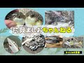 7 3　九十九里片貝釣り投網　サメに愛された男とーるちゃん編