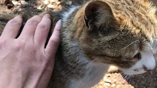 小キジ猫ちゃん撫でてたらスリスリ甘えてくれた【公園野良猫 地域猫】Cute cat videos