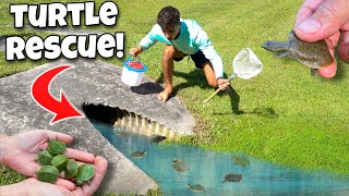 RESCUING BABY TURTLES TRAPPED In A PUDDLE!!