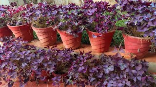 How to care for butterfly plant /  shamrock especially summer / വേനൽക്കാല പരിചരണം