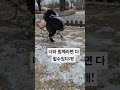 아기 강아지가 여자친구에게 첫 눈에 반하면 일어나는 일 강아지 dog 강아지일상 아기강아지 유기견 유기견입양 믹스견 힐링영상