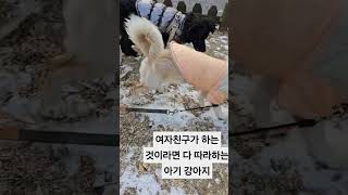 아기 강아지가 여자친구에게 첫 눈에 반하면 일어나는 일 #강아지 #dog #강아지일상 #아기강아지 #유기견 #유기견입양 #믹스견 #힐링영상