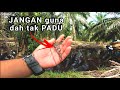 JANGAN Guna || UMPAN katak HIDUP ponn dah TAK padu || Casting haruan Ikan gabus