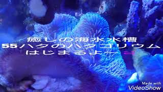 小型水槽でイソギンチャク飼育 55ハタのハタゴリウムはじまるよ～😄