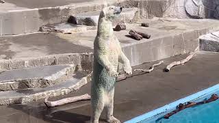 美スタイル♡長い首♪スラッとしたボディの浜松市動物園のホッキョクグマʕ•ᴥ•ʔモモ