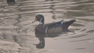 Duck Pond at St. Vital Park [Winnipeg, MB]