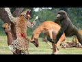 Unbelievable! Leopard Was Suddenly Stabbed Twice In The Stomach By An Antelope- Leopard Vs Impala