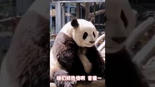 中国熊猫‖萌兰可爱合集‖熊猫可爱瞬间‖西直门三太子萌兰‖ #panda #lele #yaya #大熊猫 #大熊猫丫丫 #旅游 #有趣 #熊猫 #萌兰 #animals