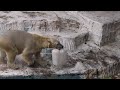 立ち上がるホウちゃん【天王寺動物園】