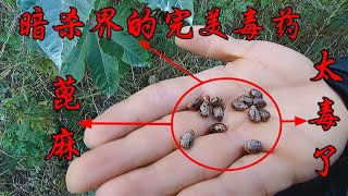 常见的“蓖麻”，却是暗杀界的完美毒药，可是有很多人还不了解