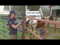 'It's super emotional': Volunteers treat animals, livestock injured in Cold Springs Fire