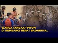 Detik-detik Warga Rembang Tangkap Ular Piton Seberat 30 Kg