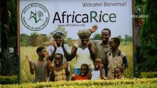 AfricaRice : Uganda--blazing a trail to rice success