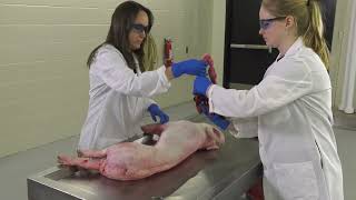 Collecting Lung Tissue Postmortem: Testing Pigs for Mycoplasma hyopneumoniae