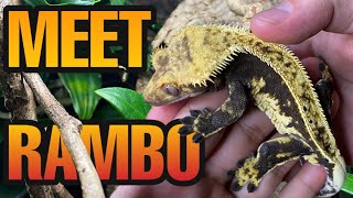 Unboxing male Crested Gecko + 2021 Crested Gecko Paring!