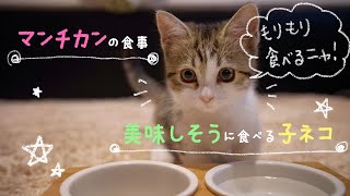 マンチカンの子猫が美味しそうにご飯を食べます。