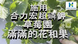 【合力宏 農作物栽培管理分享】阮小姐第一次種草莓，面積2分地。12/22日草莓花開得少，澆灌合力宏超磷鉀!1/16日經過大約25天，草莓園長滿花和果。