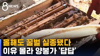 올해도 꿀벌 실종됐다…이유 몰라 양봉 농가들 '답답' / SBS