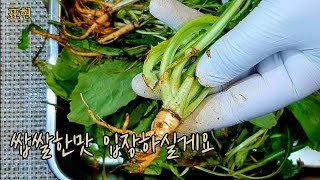 고들빼기무침. 몸에 좋은건 입에 쓰다더니🤔 맛까지 있으면 어쩌란거지?😳Seasoned Korean lettuce