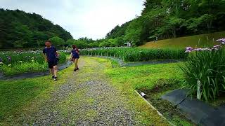 新発田市五十公野（いじみの）公園　しばたあやめまつり