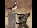 How to Build and Maintain Wood Duck Nesting Boxes - 716 Outdoors