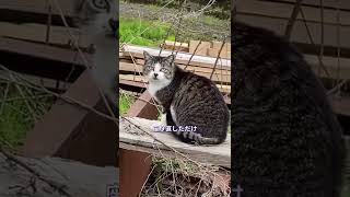 【猫】まさかのあくび❣️慣れたらだっこさせてくれるかなぁ #shorts #猫 #野良猫動画 #あくび ＃山形県鶴岡市