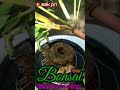 Bonsai bambu kuning #shorts