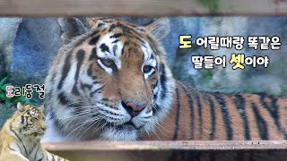 아기들에게 눈을 못 떼는 엄마 펜자 / 서울대공원 시베리아 호랑이 펜자