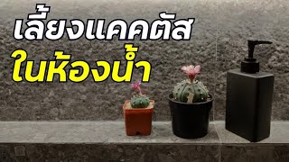 คำแนะนำเลี้ยงแคคตัสในห้องน้ำ ได้หรือไม่? การเลี้ยงแคคตัส มือใหม่