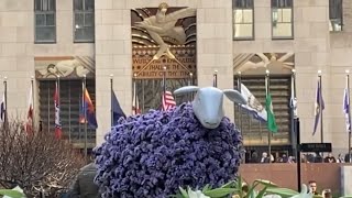 Floral Sheep 🌷🐑🌼🌹🐑🌸 in Rockefeller Center for Easter Weekend in New York City