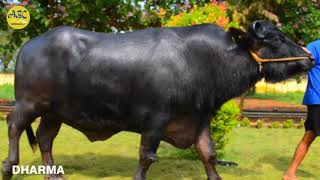 ABC SEMEN BANK  Veeravalli, DHARMA  Bull