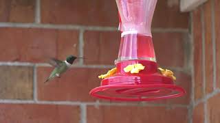 Hummingbird At A Feeder