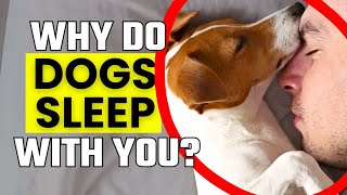 Why Does Your Dog Sleep with You? The Secret Meaning Behind Their Favorite Spot